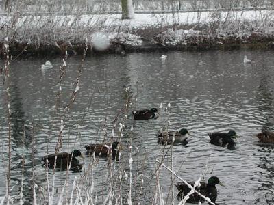 mallards on pond in The Netherlands; photo credit Susan Kramer