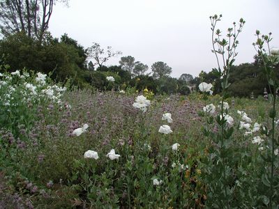 Santa Barbara Botanical Garden, California. Photo credit Susan Kramer.