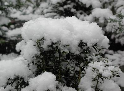 Crown of snow on English Boxwood in The Netherlands. Photo credit Susan Kramer