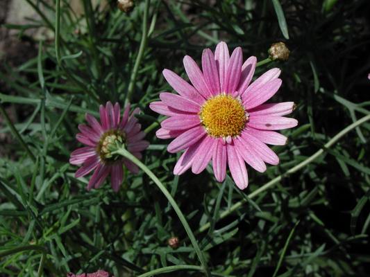 strawberry daisy; photo credit Stan Schaap