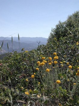 Santa Ynez Valley, Santa Barbara, California USA. Photo credit Susan Kramer