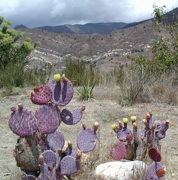 purple cactus atop Meditation Mount, Ojai, California