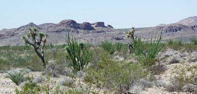 Photo credit Stan Schaap - desert in Arizona