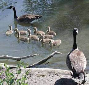 Geese in Chicago park; photo credit Susan Kramer