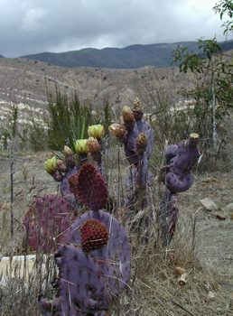 purple cactus atop Meditation Mount, Ojai, California