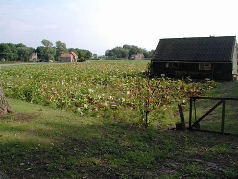 Farm growing rhubarb west of the town of Castricum by the North Sea, The Netherlands. Photo credit Susan Kramer.