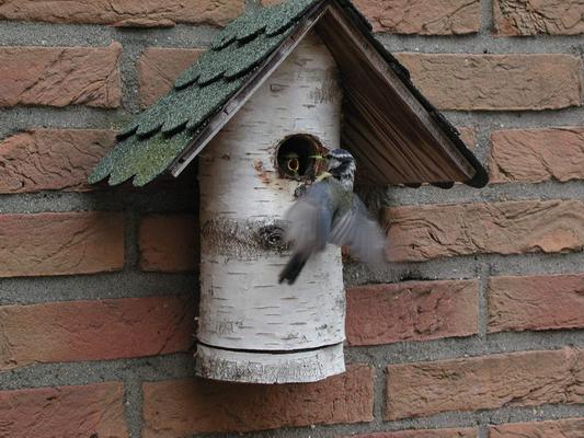 Bluetit chick and parent. Photo by Stan Schaap.