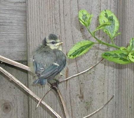 Bluetit chick upon first leaving the nest. Photo credit Susan Kramer