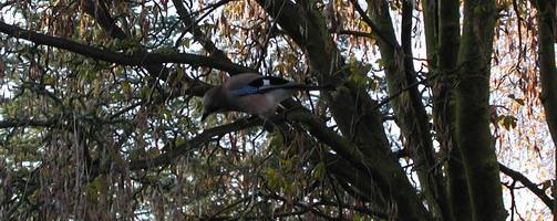 Jay in Golden Chain Tree, The Netherlands; photo credit Susan Kramer