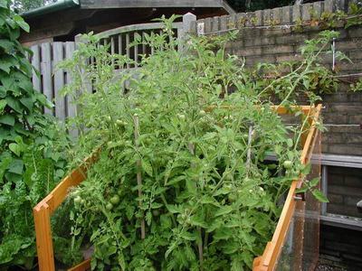 Susan and Stan's tomato house